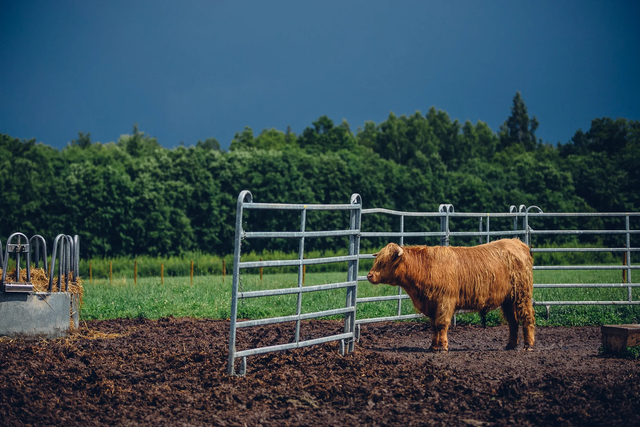 You are currently viewing How to Choose the Right Livestock Gate