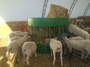 Sheep Hay Manager 7ft