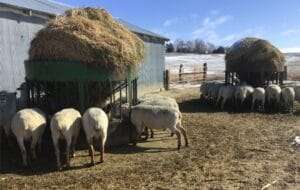 Sheep Hay Manager 7ft