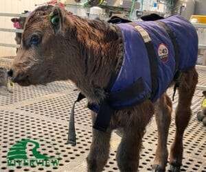 Winter Lift Calf Jacket L Blue