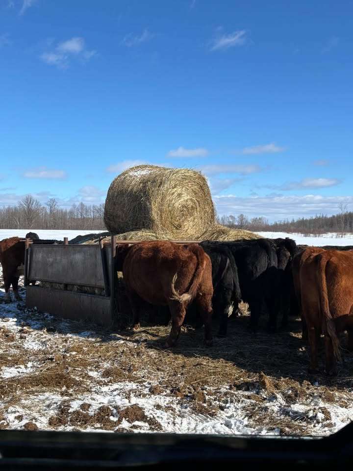 RVLD Collapsible Hay Feeders - Image 3