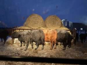 RVLD Collapsible Hay Feeders