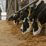 Cattle Handling Equipment