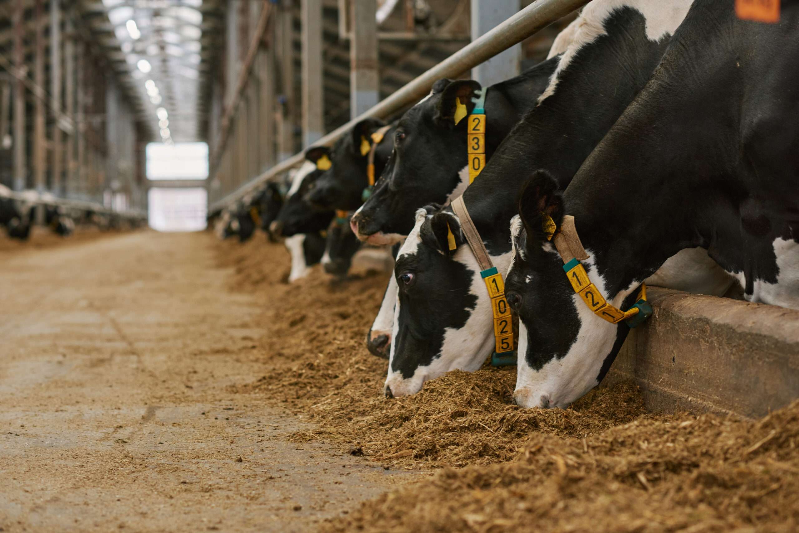You are currently viewing Reliable Cattle Handling Equipment