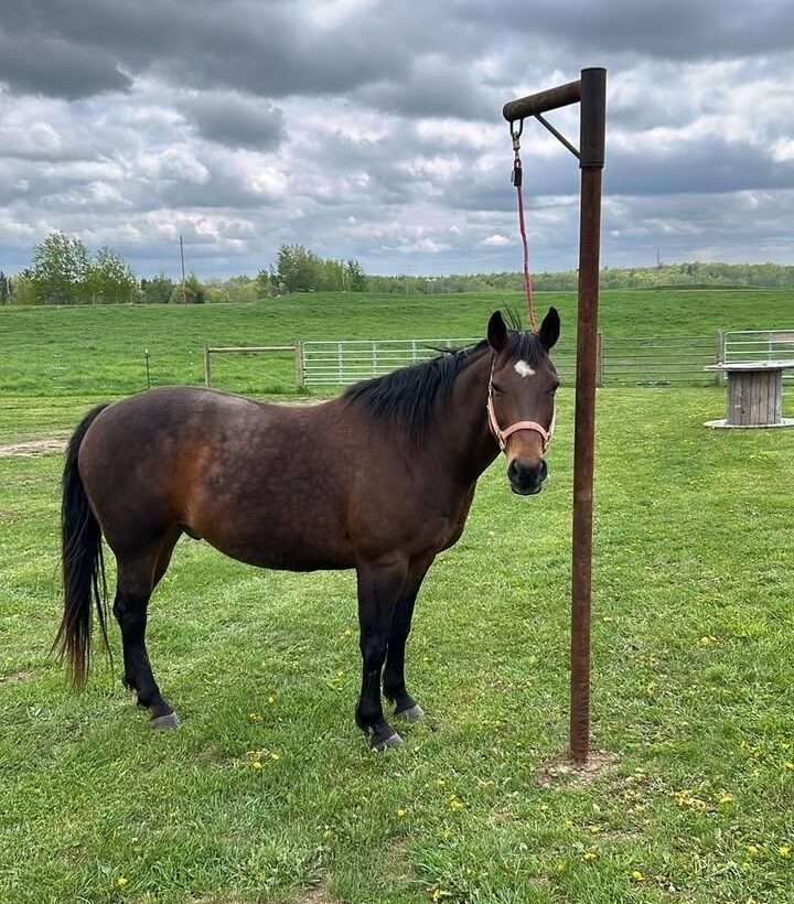 You are currently viewing BACK IN STOCK: Horse Patience Poles