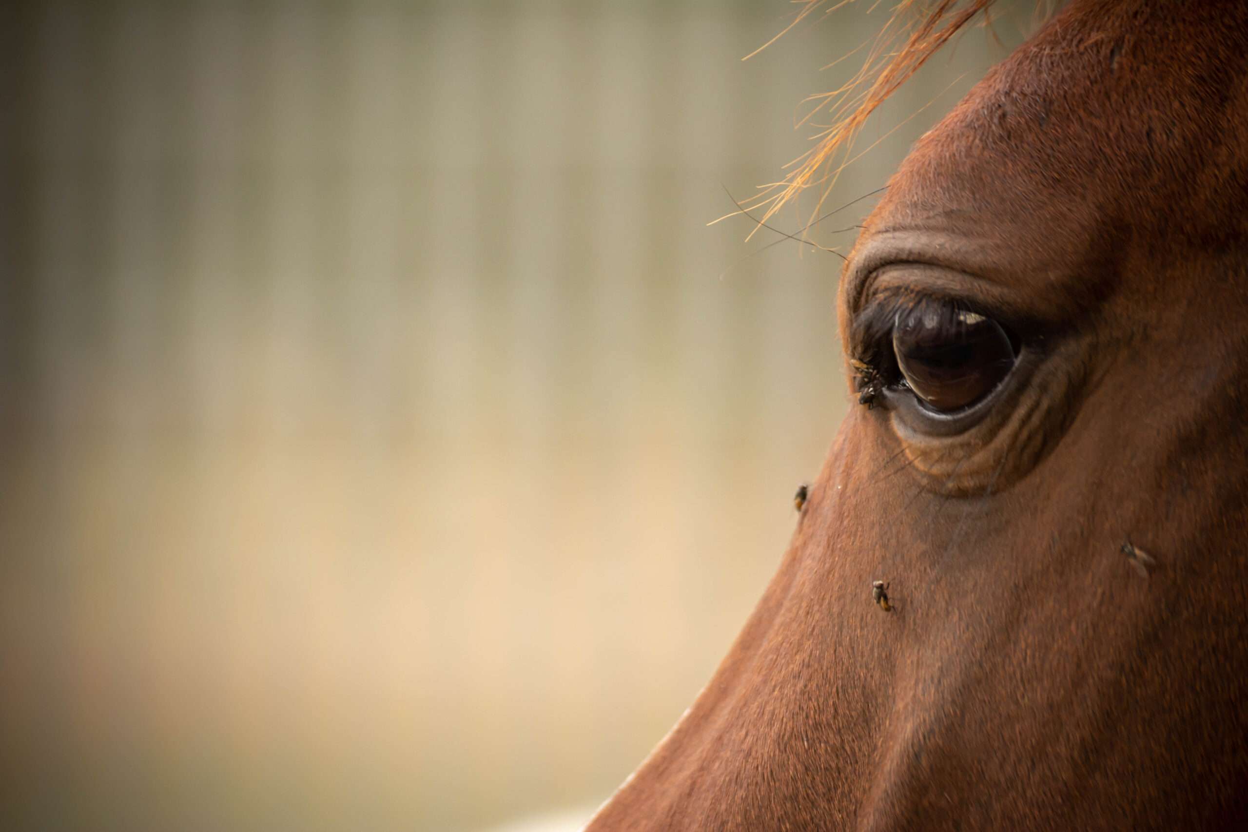 You are currently viewing Protect Your Horse with Absorbine UltraShield Red Fly Spray