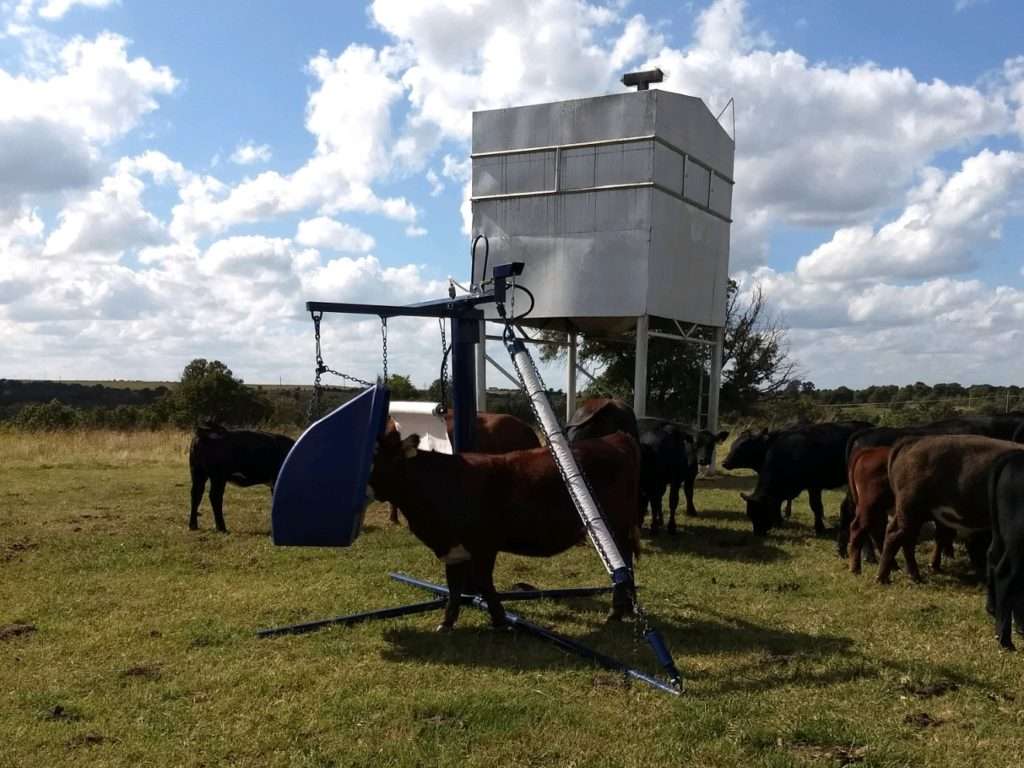 You are currently viewing Simplify Cattle Fly Control with the Lewis Cattle Oiler
