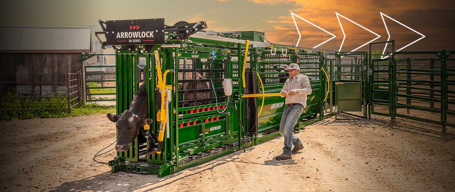 Read more about the article How to Reduce Cattle Stress During Handling and Processin