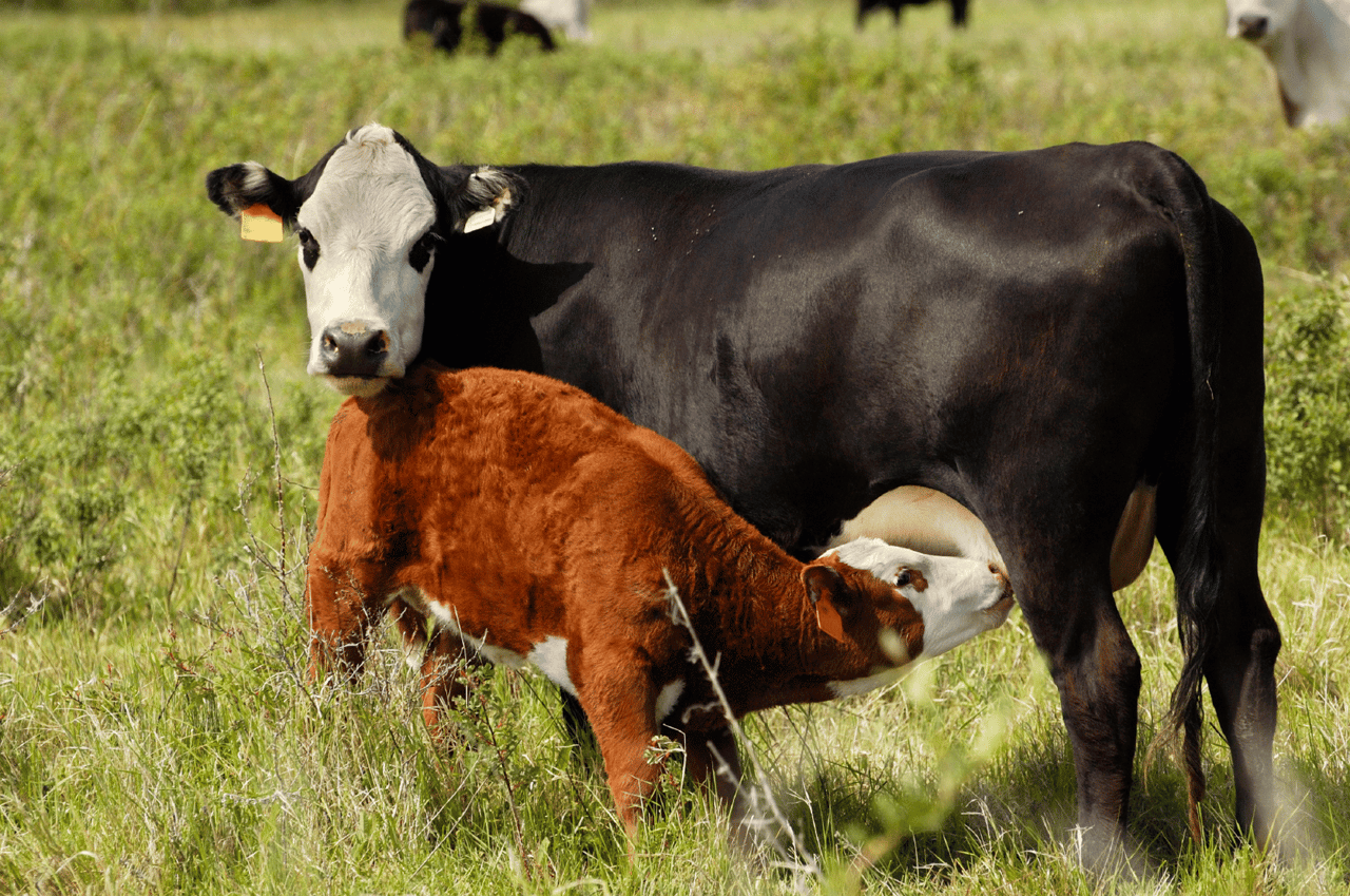Read more about the article Cattle Handling Equipment for Cow-Calf Operations