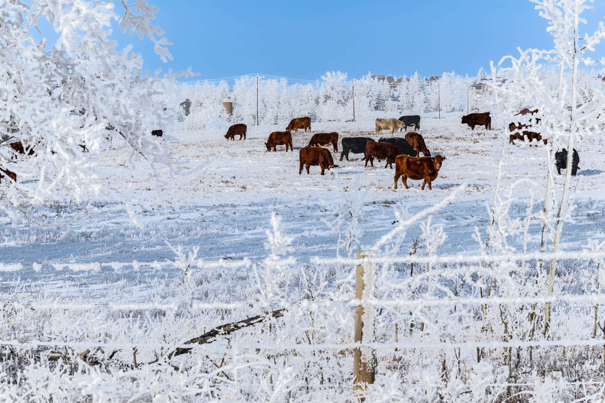 You are currently viewing Winter Preparation Checklist for Cattle Producers