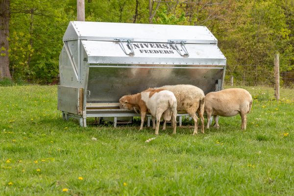 Ultimate Sheep and Goat Feeder From Universal Feeders - Image 18