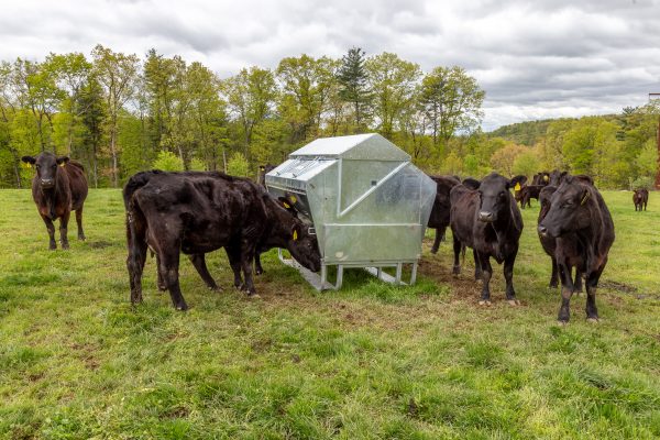 Ultimate Sheep and Goat Feeder From Universal Feeders - Image 17