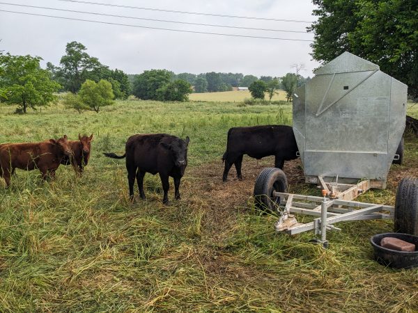 Ultimate Sheep and Goat Feeder From Universal Feeders - Image 14