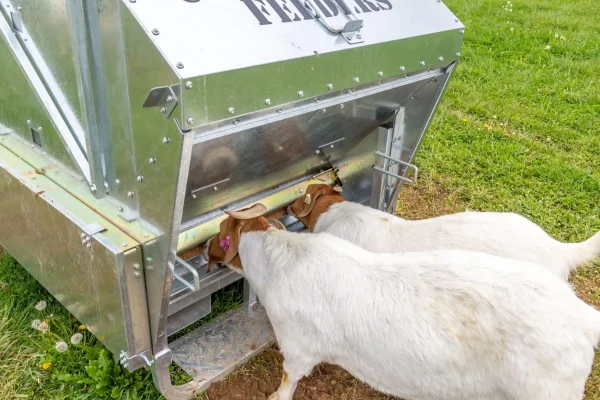 Ultimate Sheep and Goat Feeder From Universal Feeders - Image 6